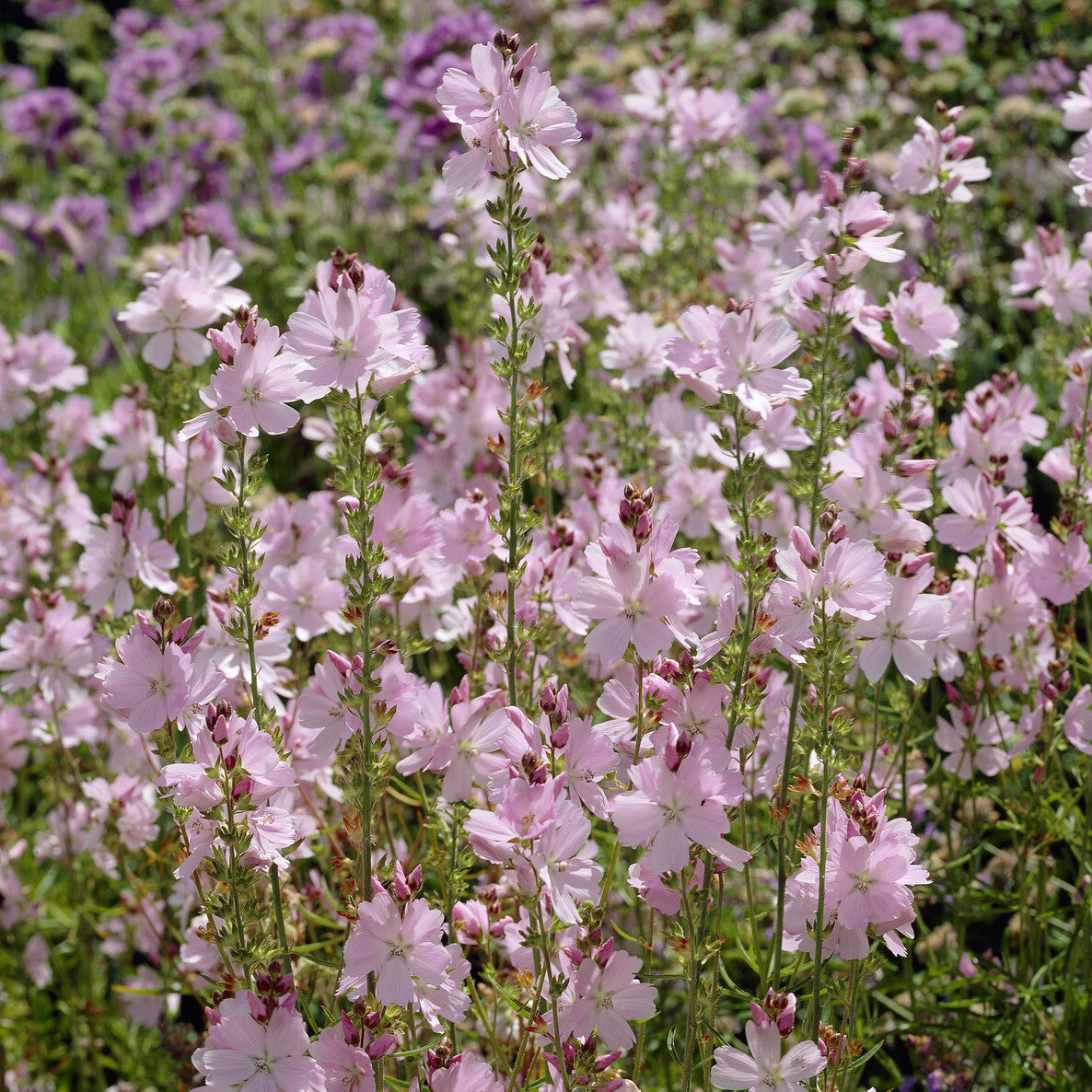 Bakker Sidalcea Elsie Heugh vivace pot 9cm rose