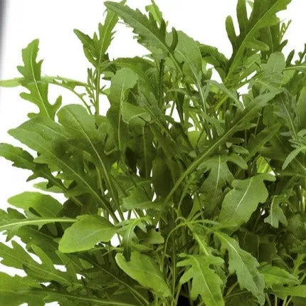 Bakker Roquette Sauvage Sylvetta graines 2g goût poivré