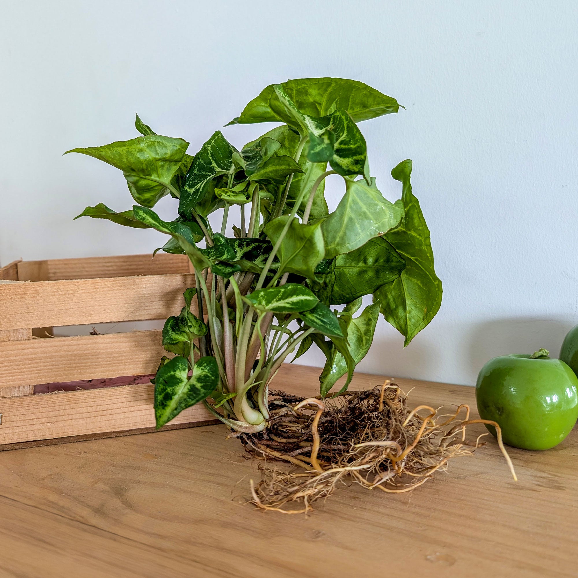 Bakker Syngonium plante grimpante racine nue 25-35cm