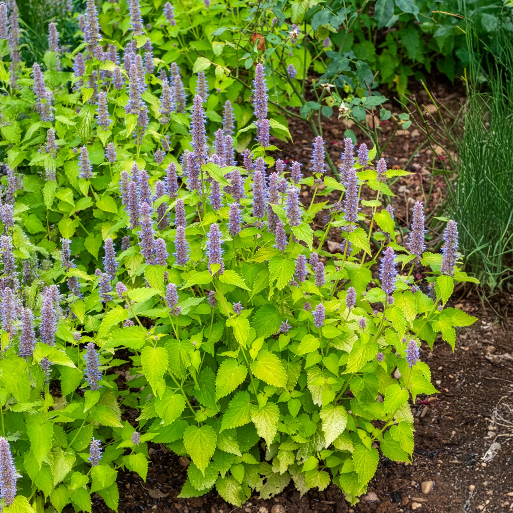 Bakker Plantes vivaces Agastache Golden Jubilee plante pot 8cm