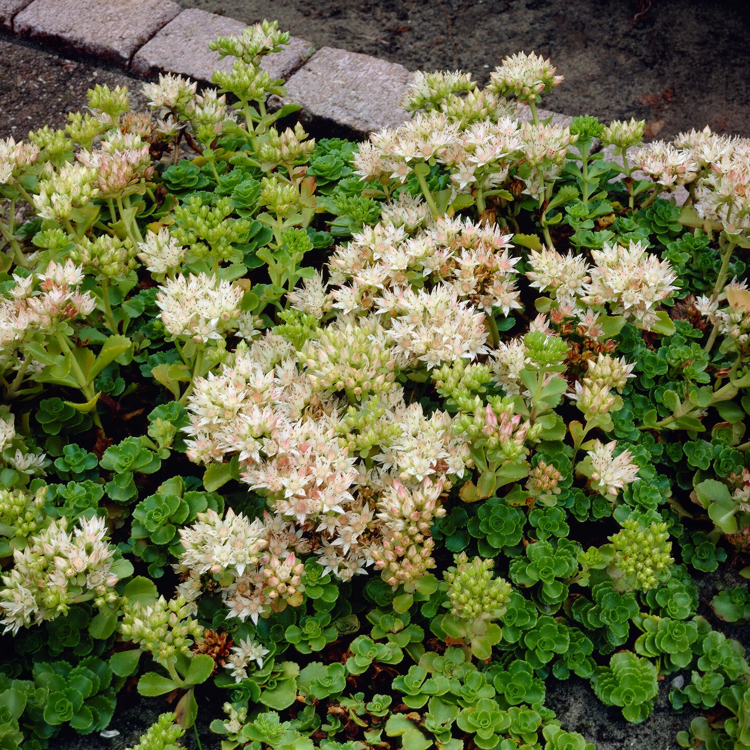 Bakker Sedum Spurium Album plante vivace pot 9cm blanc