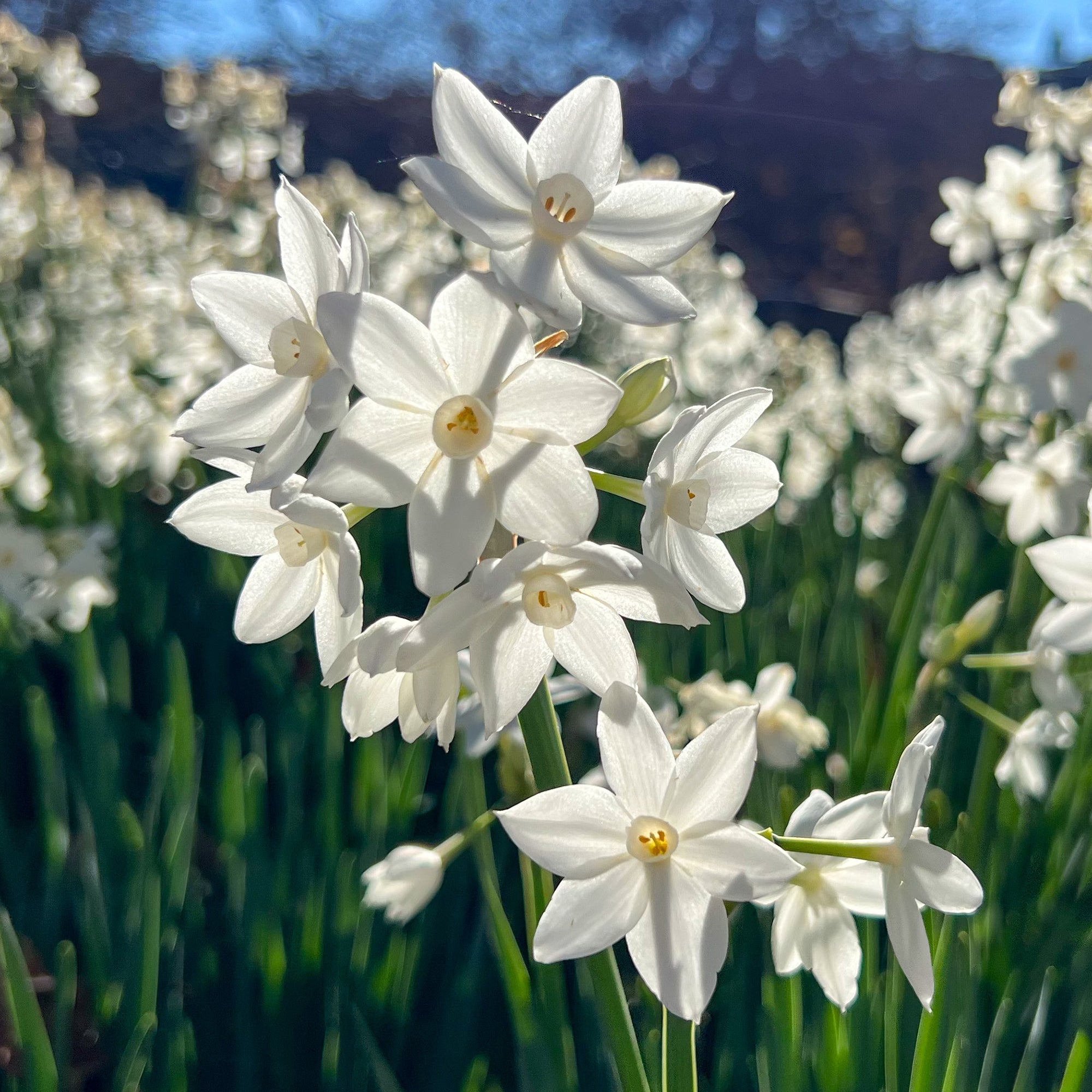 Bakker Paperwhite narcisse blanc sachet 5 bulbes intérieur