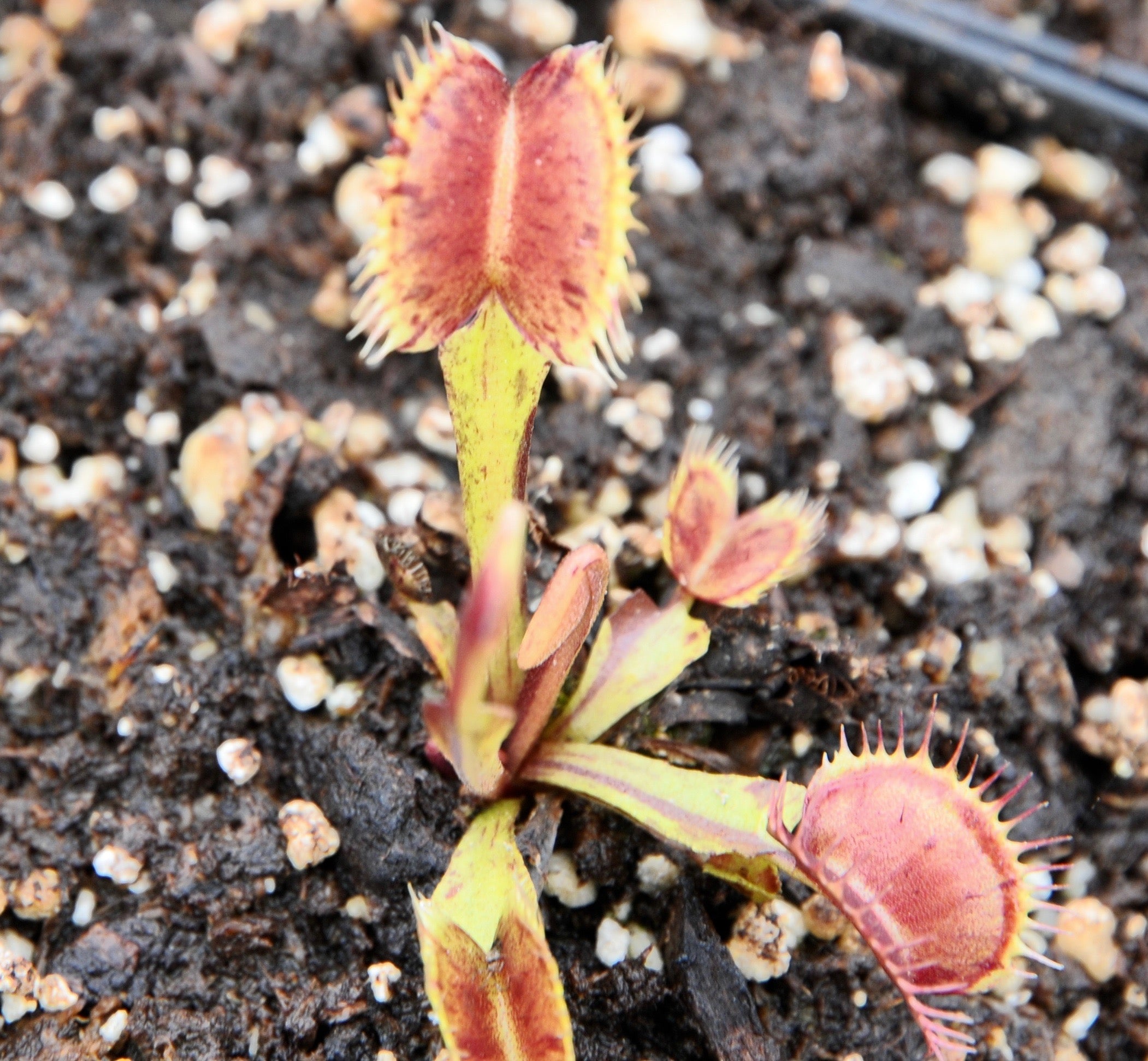 Carniflore Dionée Dionaea Spotty plante carnivore pot 9x9cm rouge