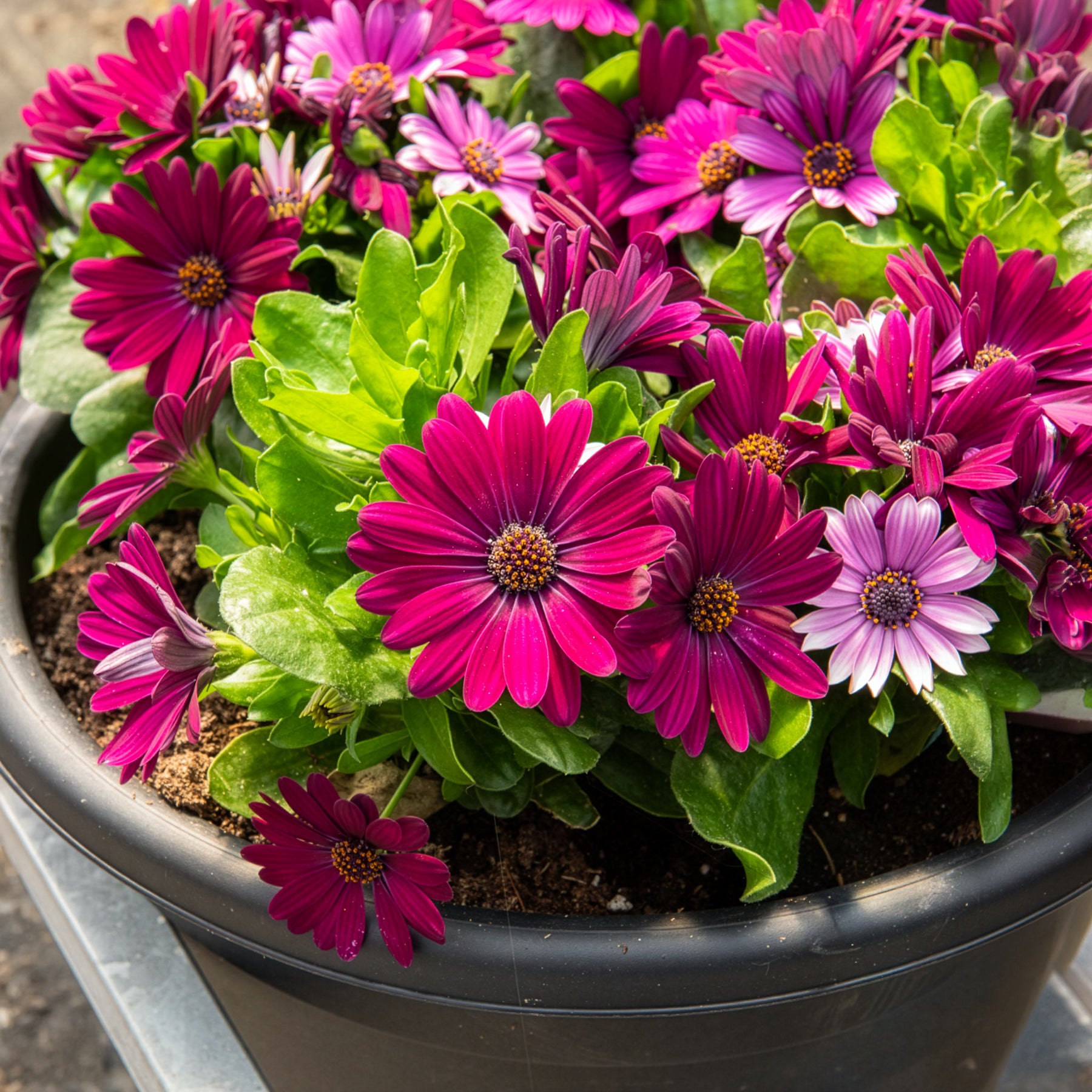 Bakker Marguerites du Cap pourpres lot 3 pots fleur fuchsia
