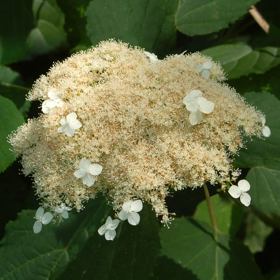 Bakker Hortensia de Virginie Radiata arbuste pot 8cm blanc