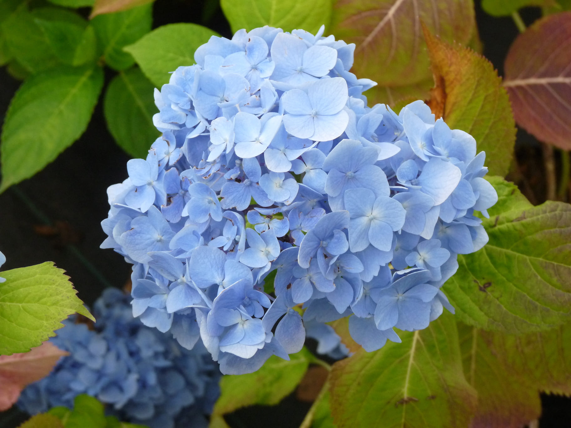 Les Hortensias du Haut Bois Hydrangea macrophylla Kluis Sensation hortensia rose
