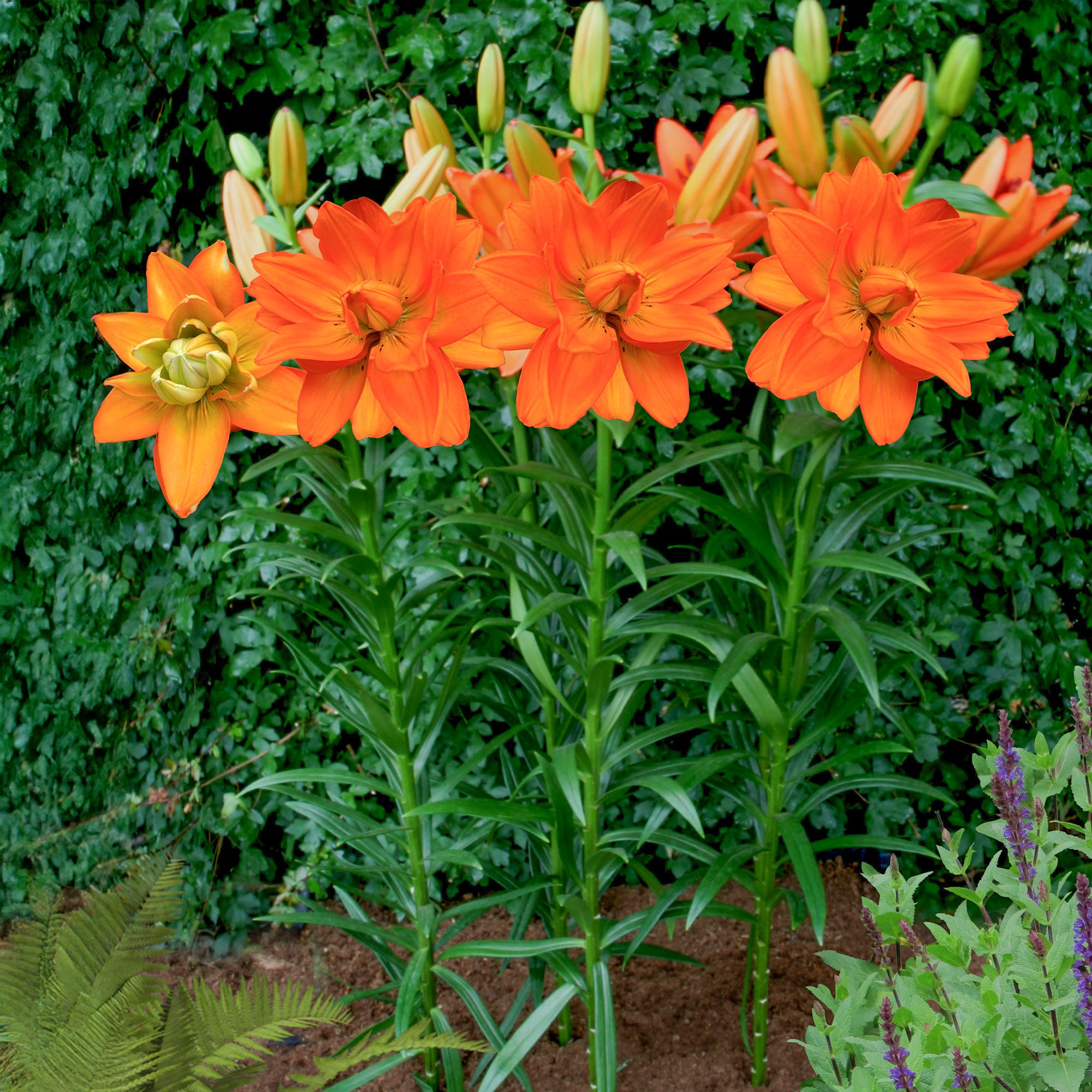Bakker Lis Hulk 3 bulbes orange parfumé 90cm