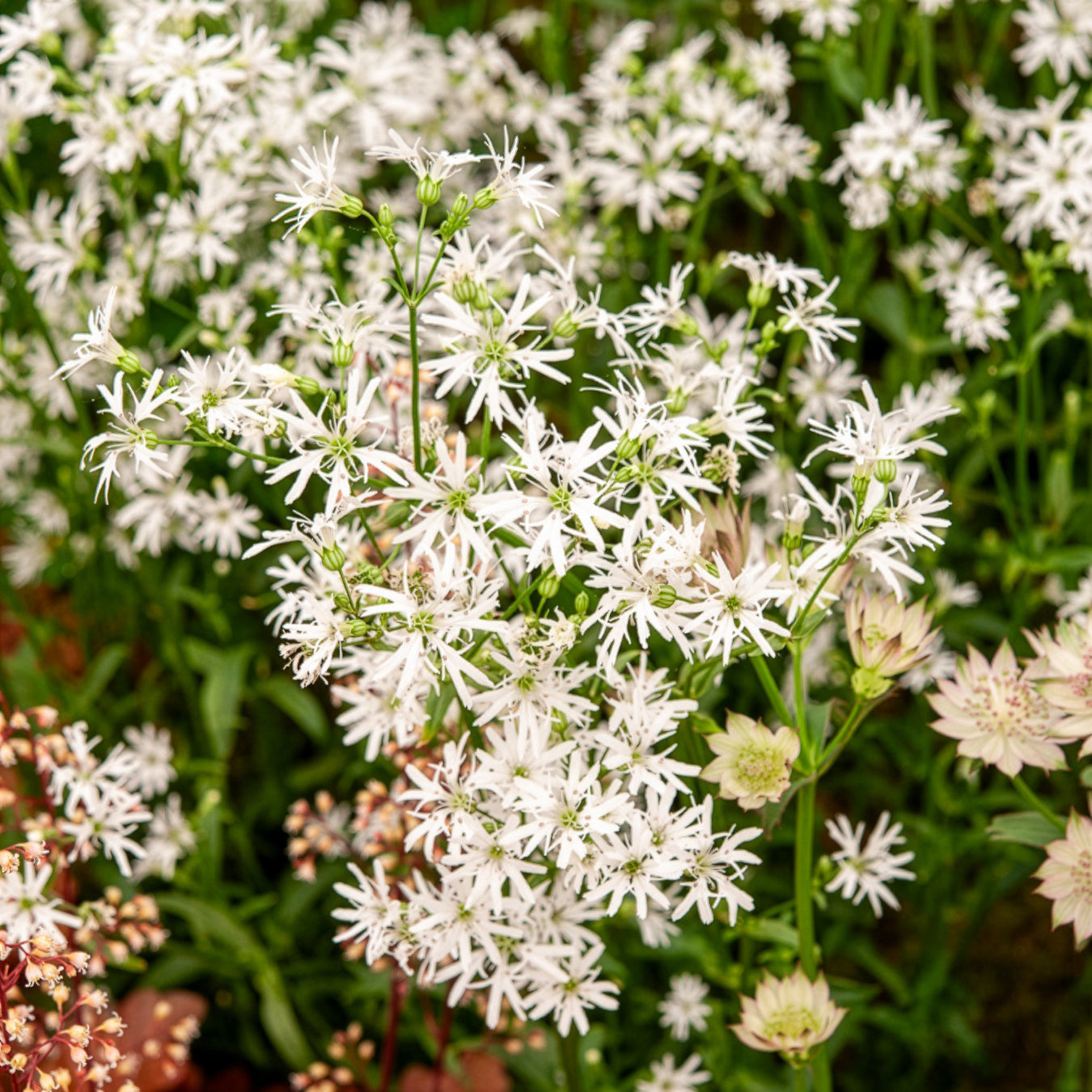 Bakker Lychnis White Robin plante vivace pot 9cm blanc
