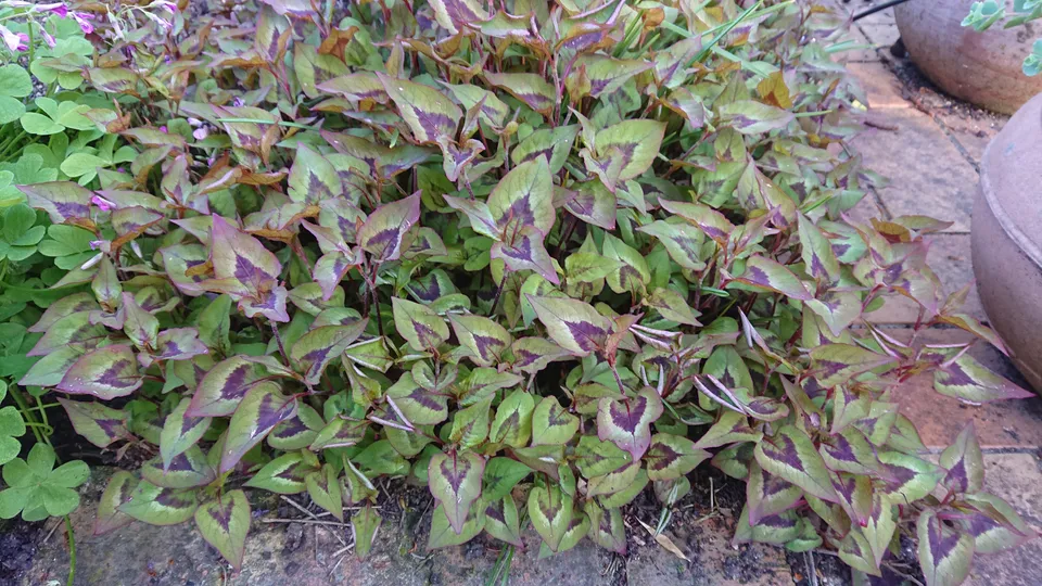 Passion Vivaces Persicaria elata couvre-sol rose godet