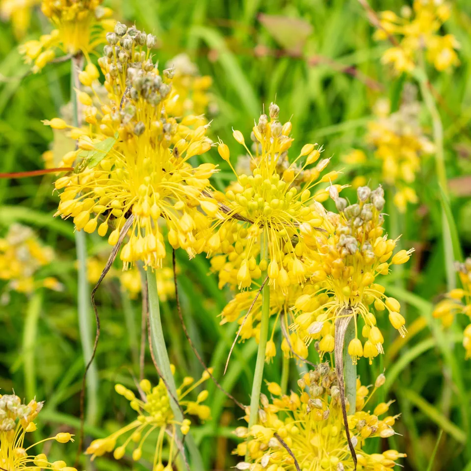Bakker Ail Jaune Allium flavum vivace pot 8cm