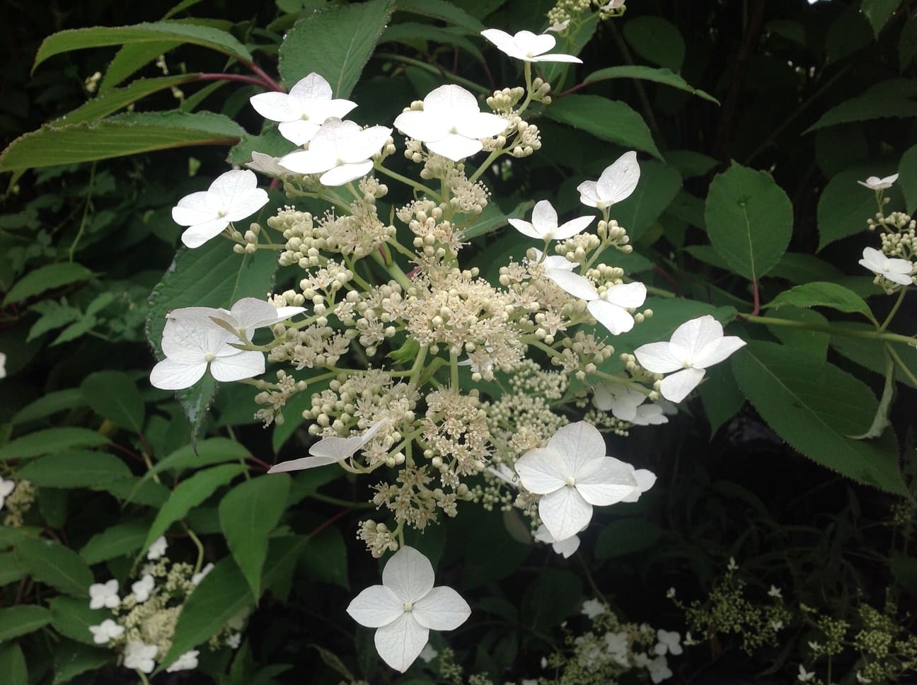 Les Hortensias du Haut Bois Snowcap hortensia heteromalla godet