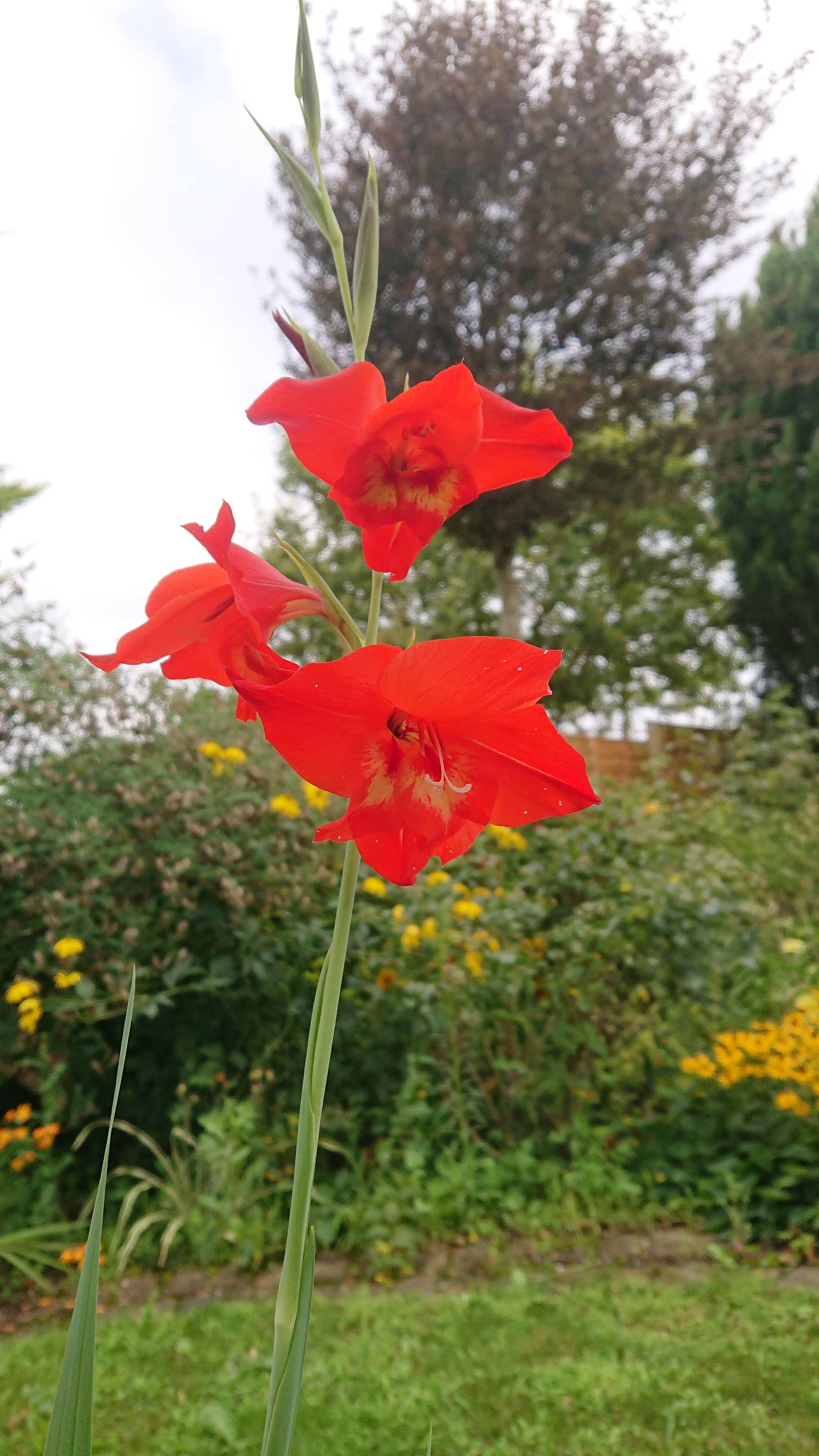 Passion Vivaces Gladiolus dalenii glaïeul godet orange