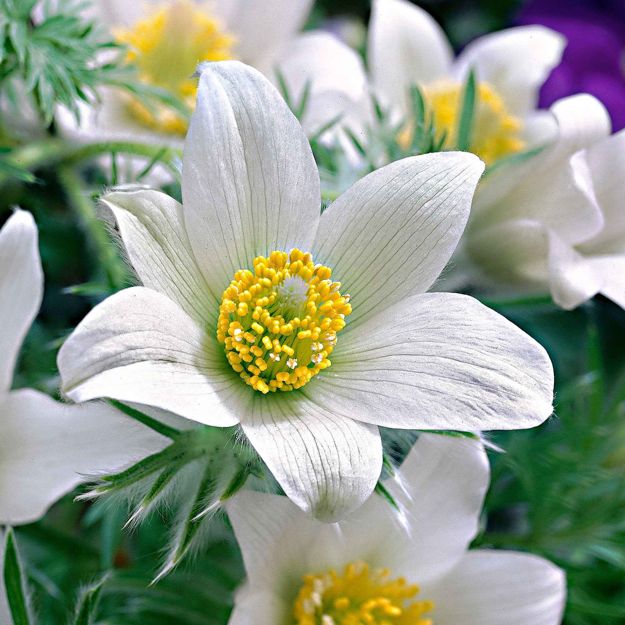 Bakker Plantes vivaces Anémone pulsatille blanche pot 9cm