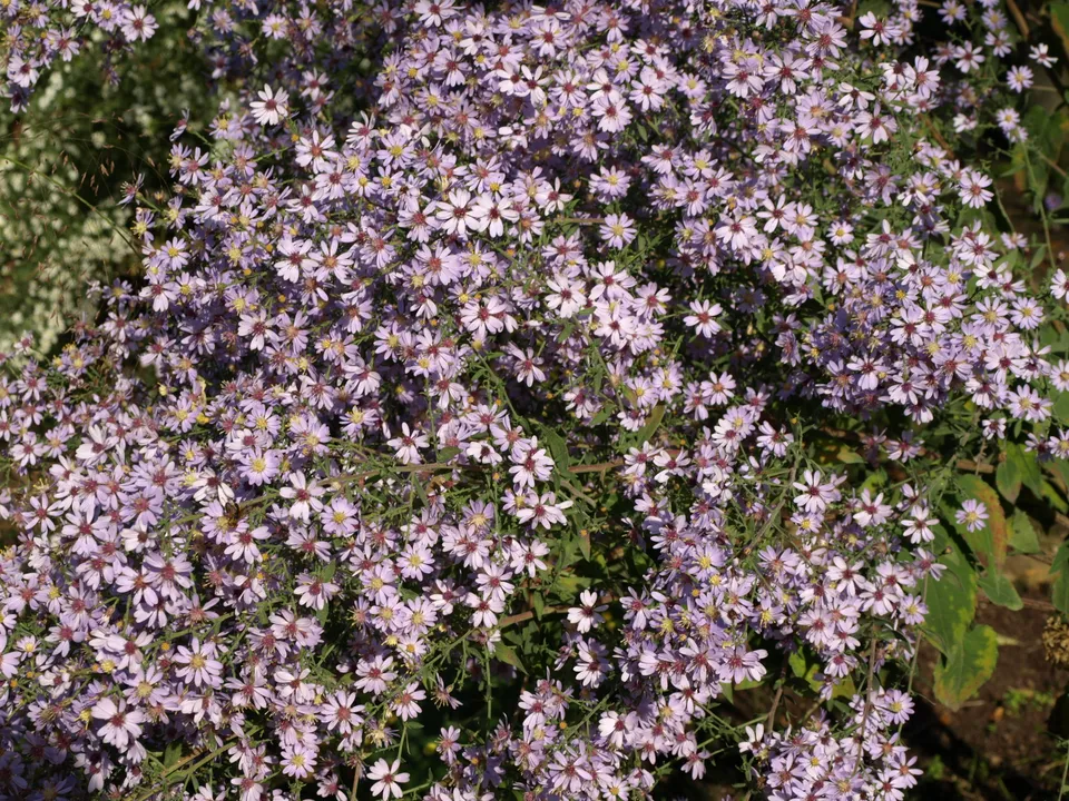 Passion Vivaces Aster cordifolius Chieftain plante godet bleu ciel