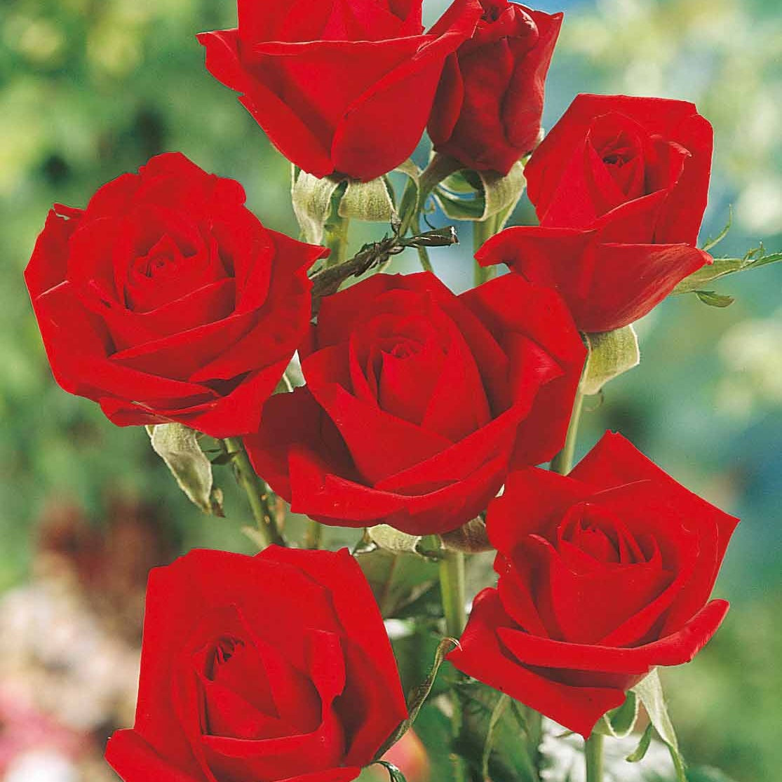 Bakker Collection 5 Rosiers pour bouquets racines nues mix