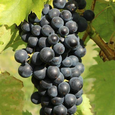 Bakker Vigne muscat bleu fruitier motte 2 ans 30-40cm