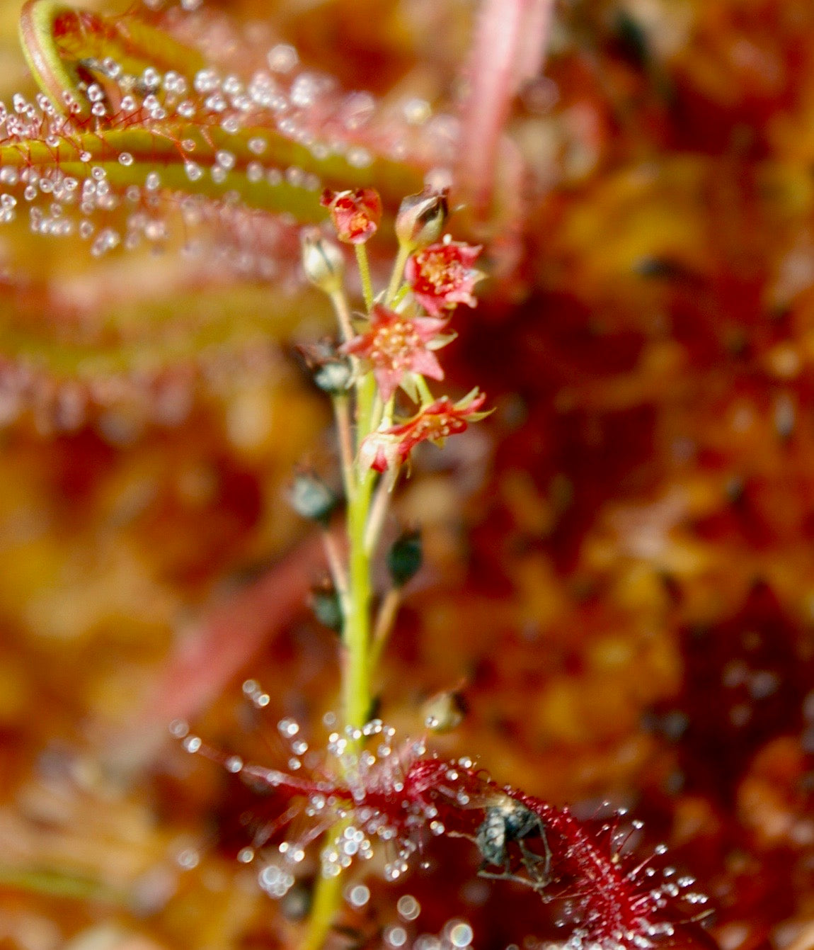 Carniflore Drosera adelae plante carnivore tropicale pot 9cm