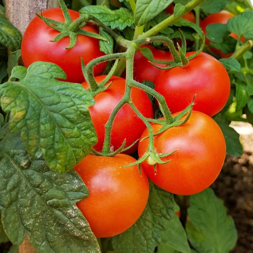 Bakker Premio F1 plant tomate grappe 3 plants Ø10,5cm précoce