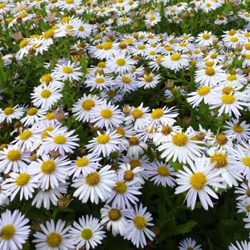 Bakker Plantes vivaces Kaliméris Madiva vivace pot 9cm blanche