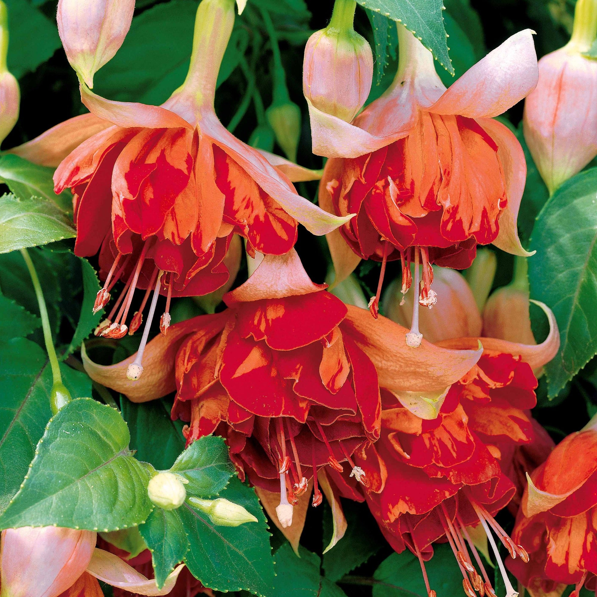 Bakker 6 Fuchsias retombants plante balcon 9cm mélange