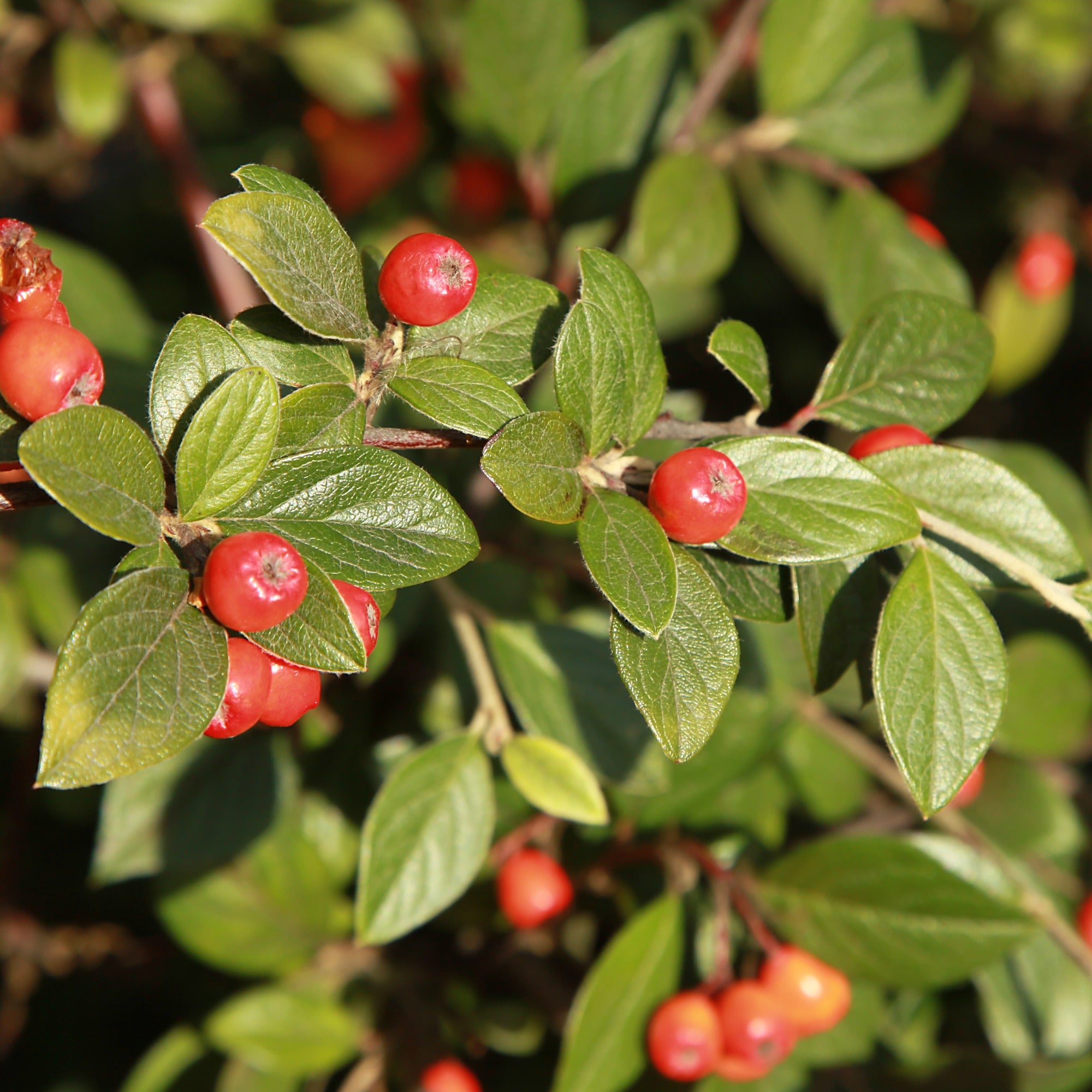Bakker Arbustes Cotoneaster franchetii arbuste pot 1.5L haie