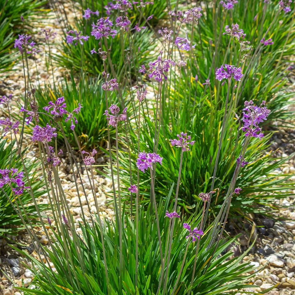 Bakker Tulbaghia violacea vivace violette 3 pots Ø9cm