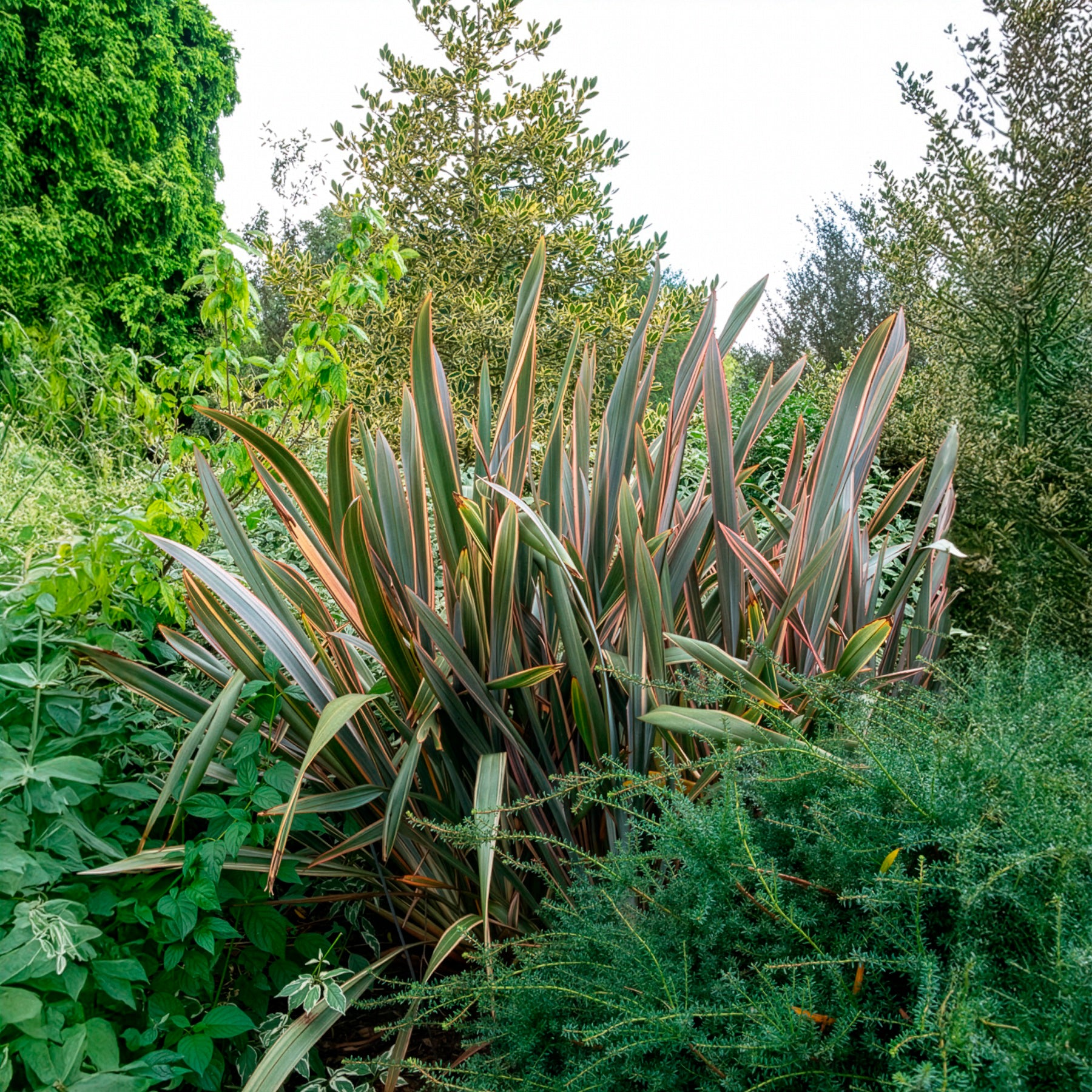 Bakker Sundowner phormium lin de Nouvelle-Zélande godet 9cm bronze