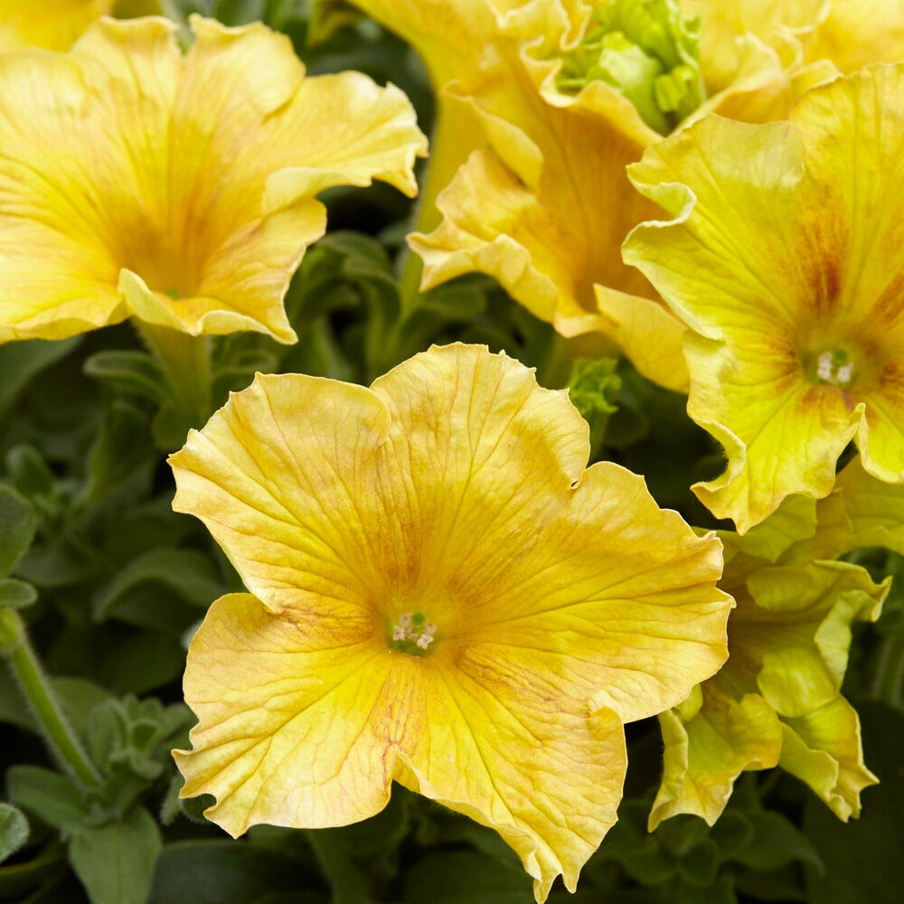 Bakker Balcon Pétunias géants jaunes 3 pots Ø 10.5cm