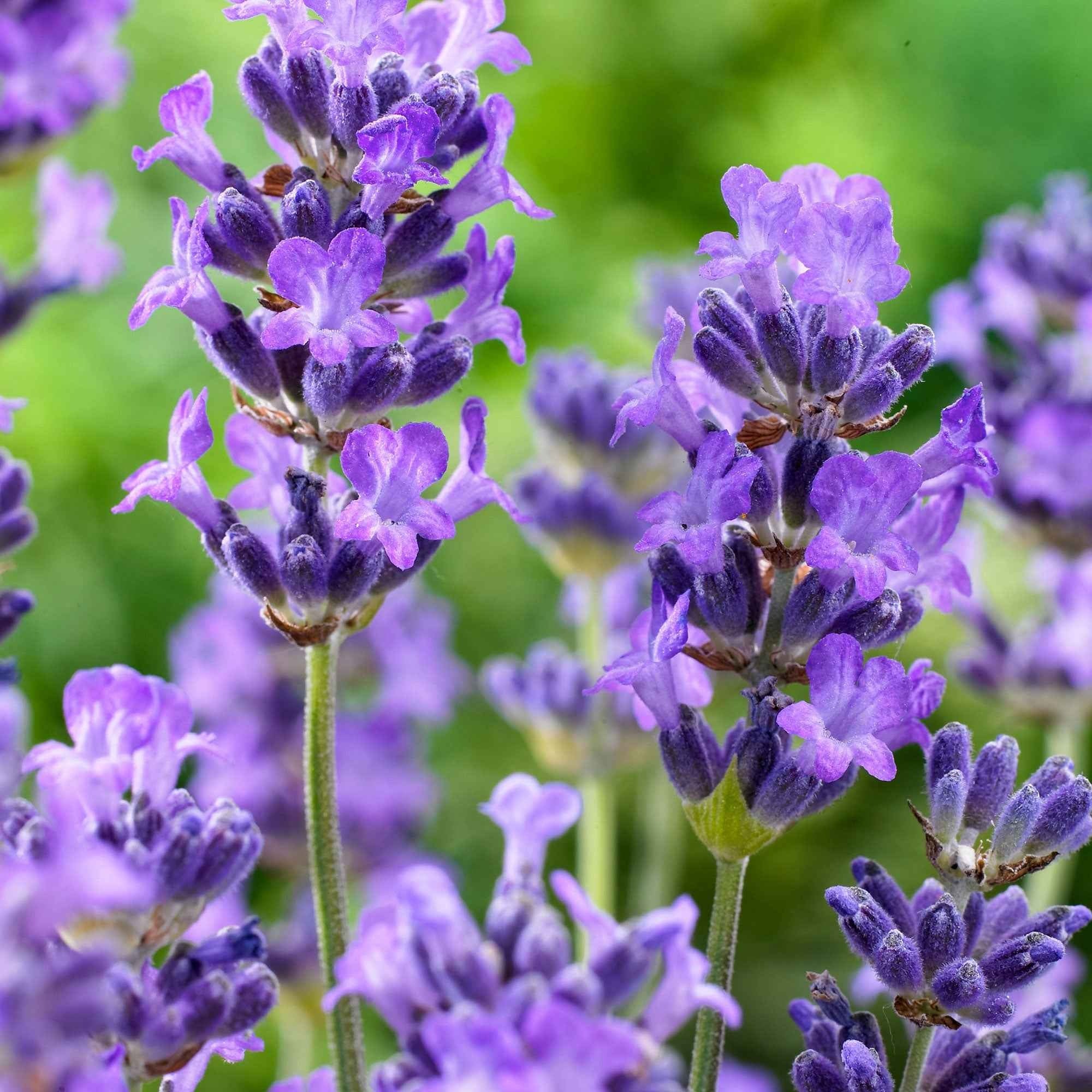 Bakker Lavande Hidcote lavande vraie 2L bleu-violet parfumée
