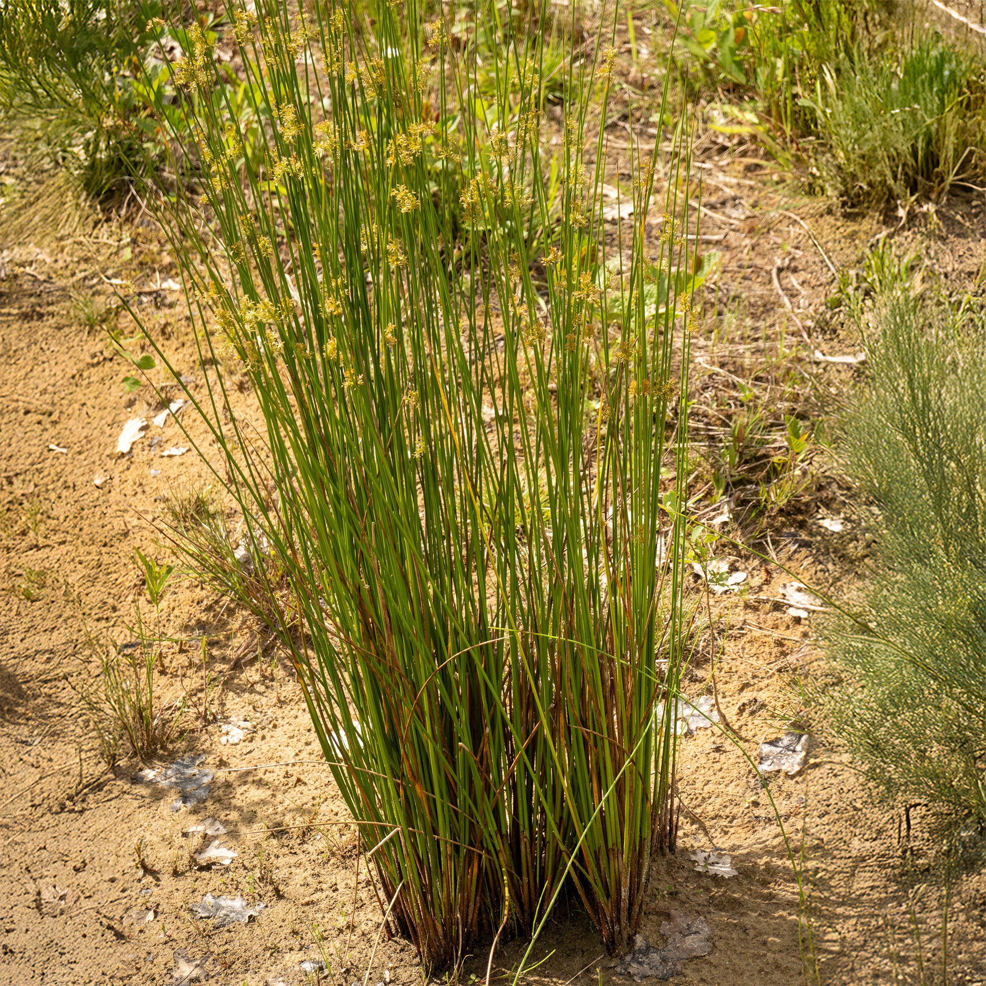 Bakker Jonc épars plante de bassin pot 8cm berge