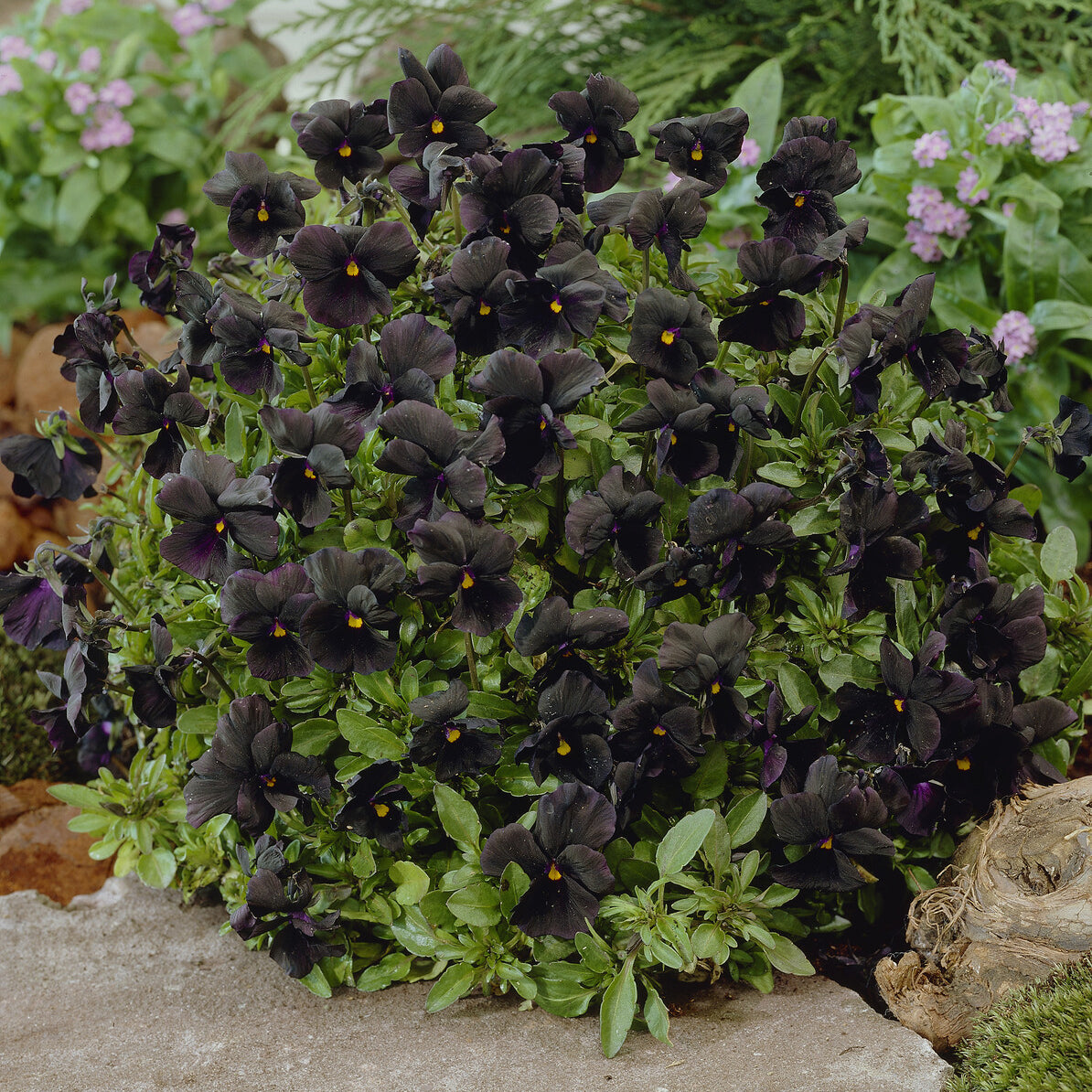 Bakker Vivaces Violette cornue Molly Sanderson pensée pot 9cm noire