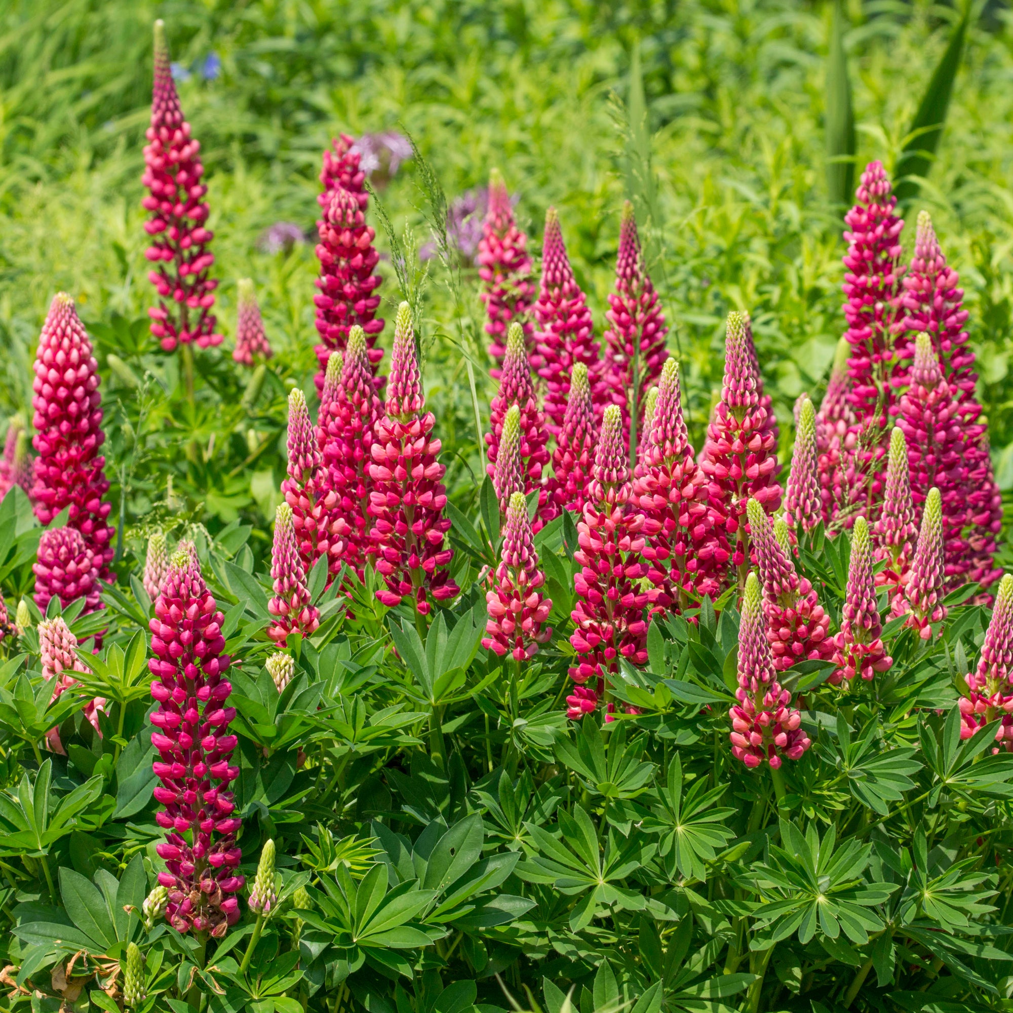 Bakker Plantes vivaces lupin Gallery Red pot Ø9cm rouge