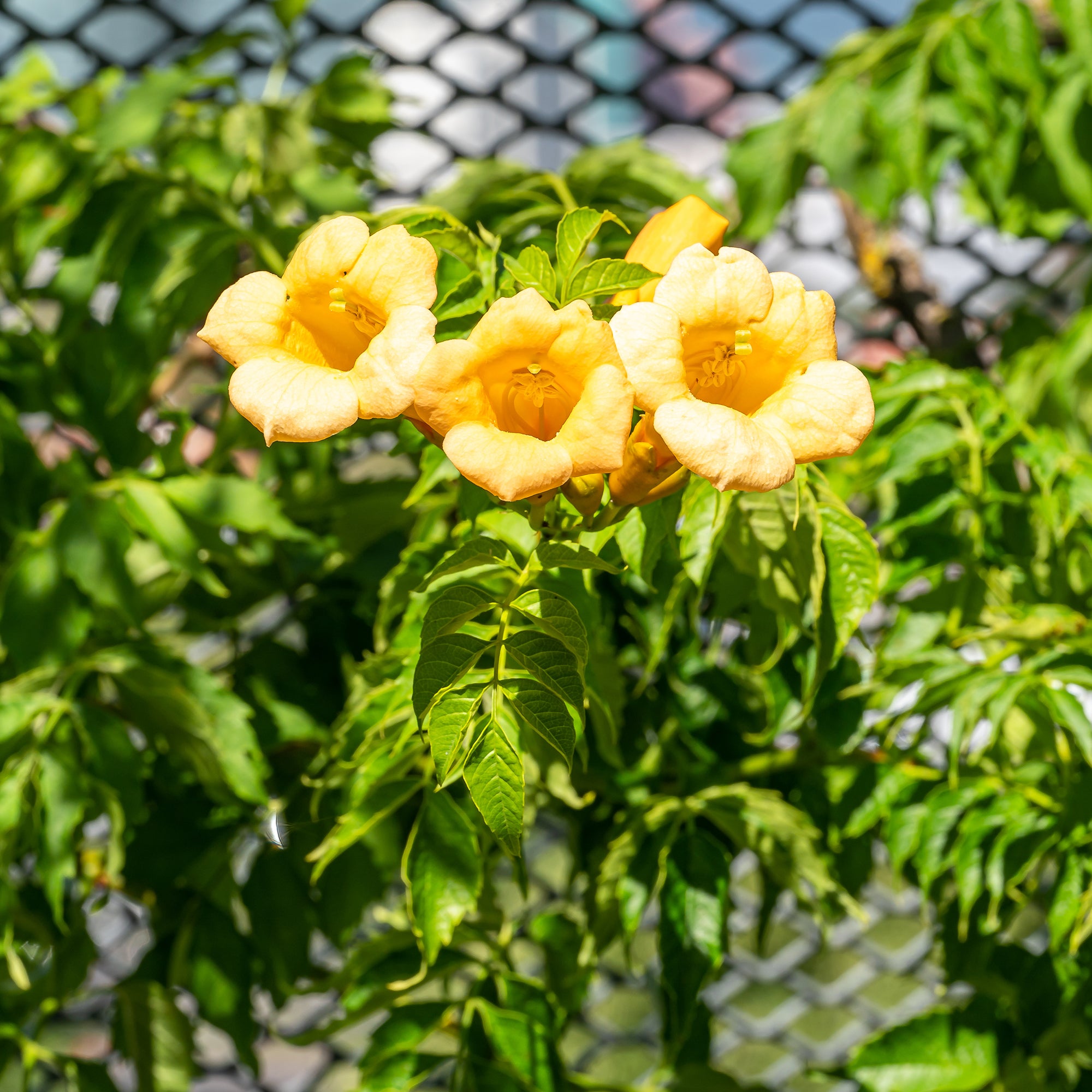 Bakker Yellow Trumpet bignone jaune pot 2L 40-50cm