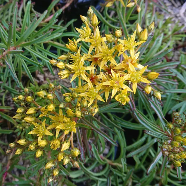 Passion Vivaces SEDUM kamtschaticum orpin godet jaune d'or