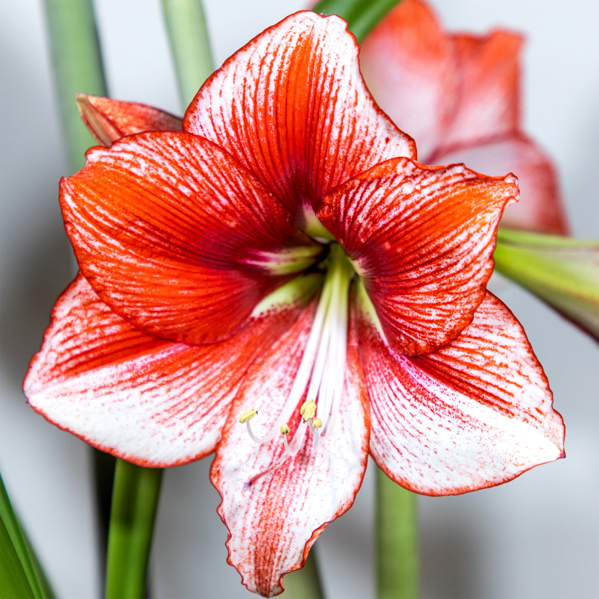 Bakker Amaryllis Showmaster bulbe rouge 1 bulbe 24-26cm