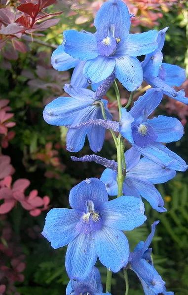 Passion Vivaces Delphinium belladonna Capri plante vivace pot 1L