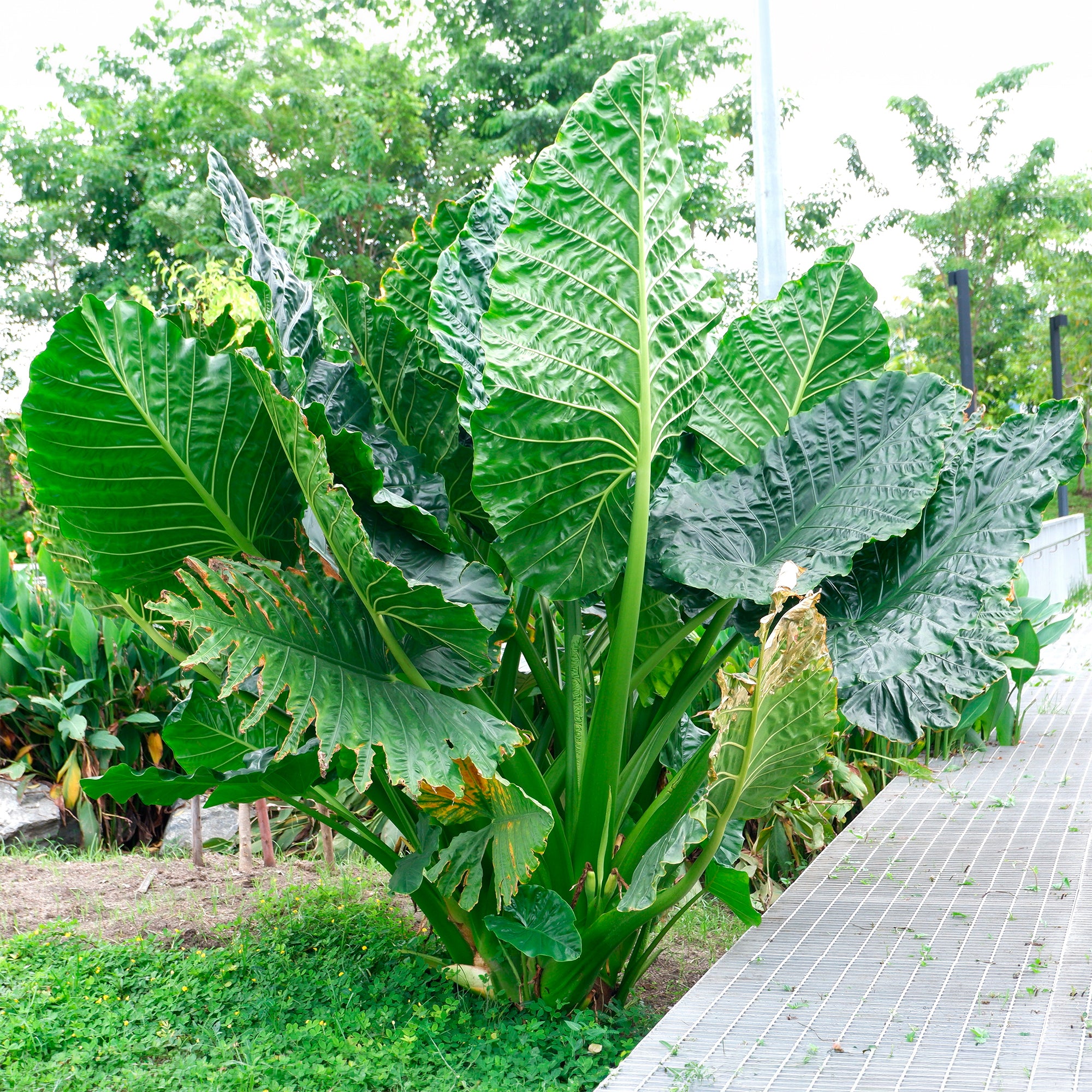 Bakker Alocasia Macrorrhiza plante verte pot 17cm 50-65cm