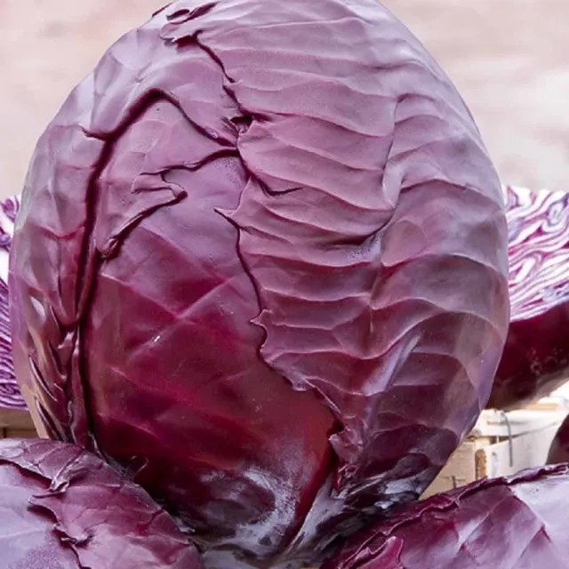 Bakker Chou rouge Langedijker Bewaar 2 graines sachet 275 graines