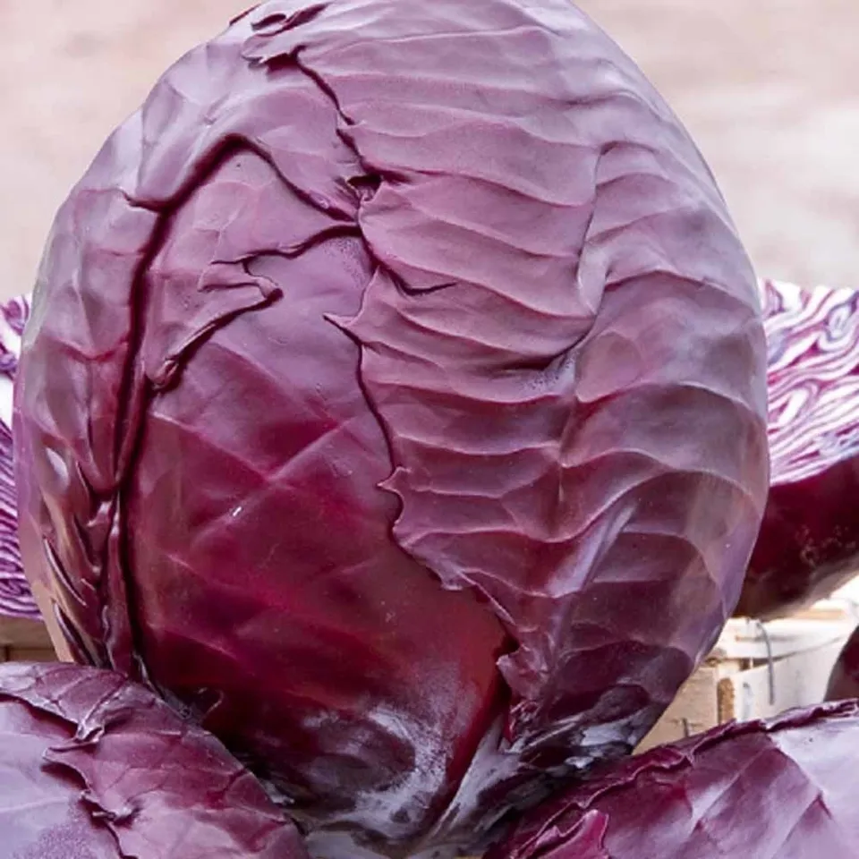Bakker Chou rouge Langedijker Bewaar 2 graines sachet 275 graines