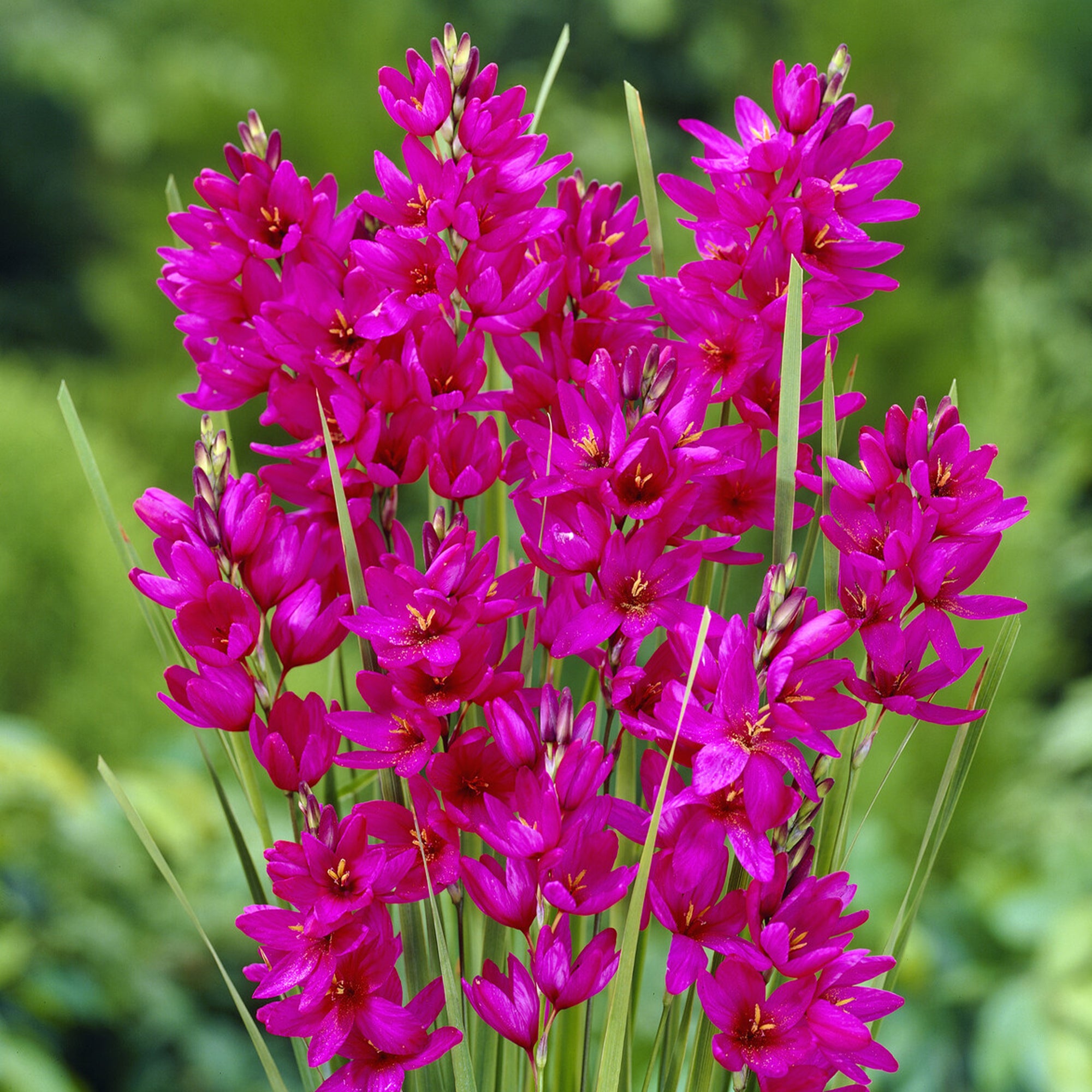 Bakker Lis des blés Ixia Mabel bulbe sachet 30 fuchsia