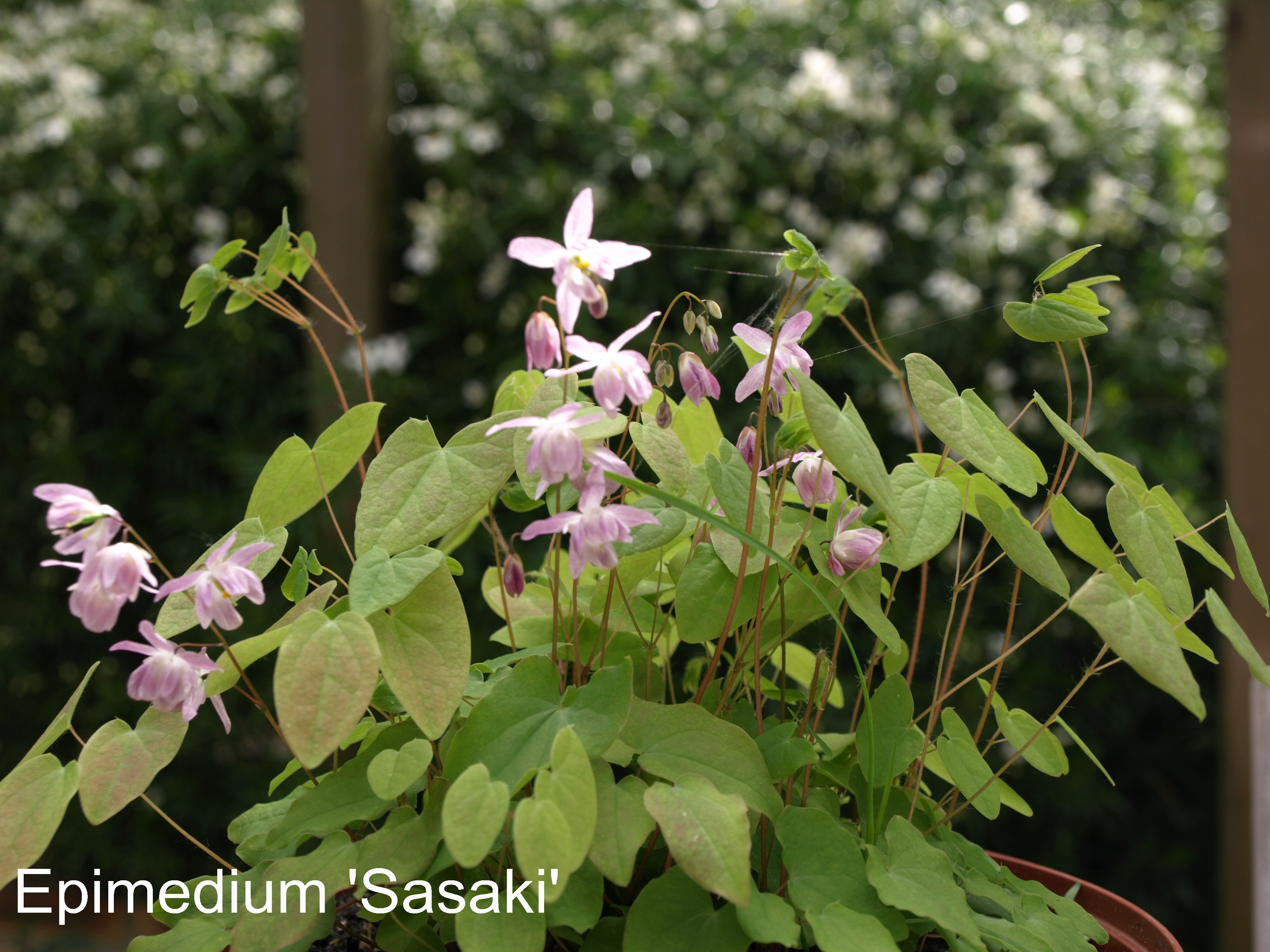 Passion Vivaces Epimedium Sasaki plante vivace rose ombre