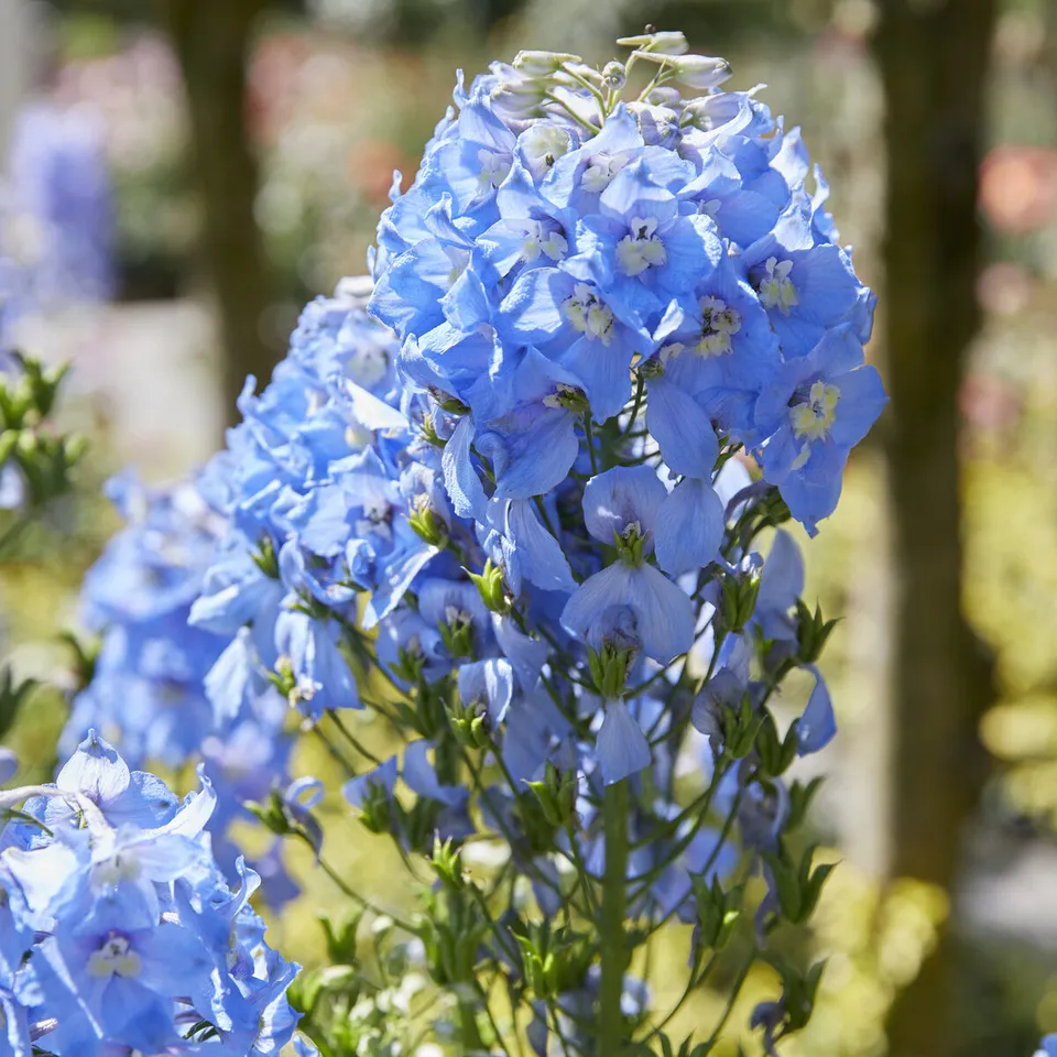 Bakker Vivaces Delphinium Summer Skies fleur bleue pot 9cm
