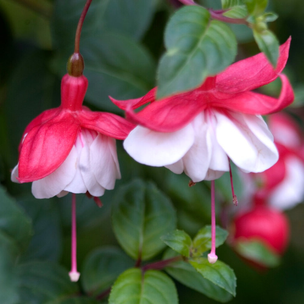 Bakker Terrasses Fuchsia Swingtime retombant 3 pots blanc