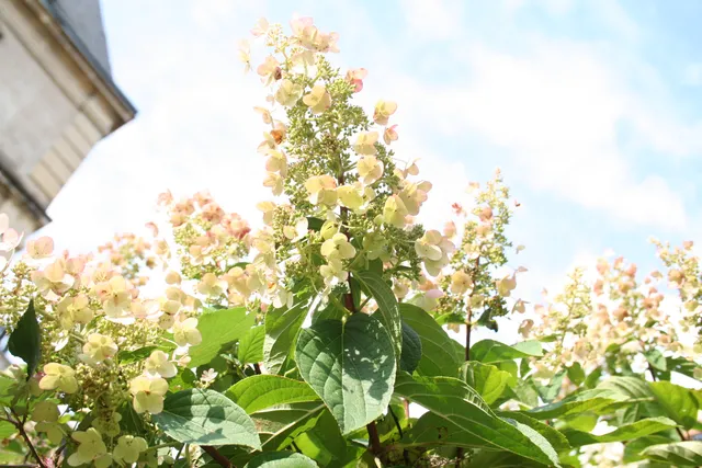 Floribunda Hydrangea paniculata hortensia panicule