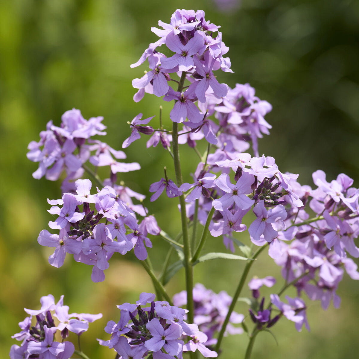 Bakker Julienne des Dames vivace pot 9cm violet