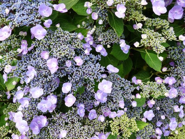 Les Hortensias du Haut Bois Hydrangea macrophylla Mousmée hortensia blanc