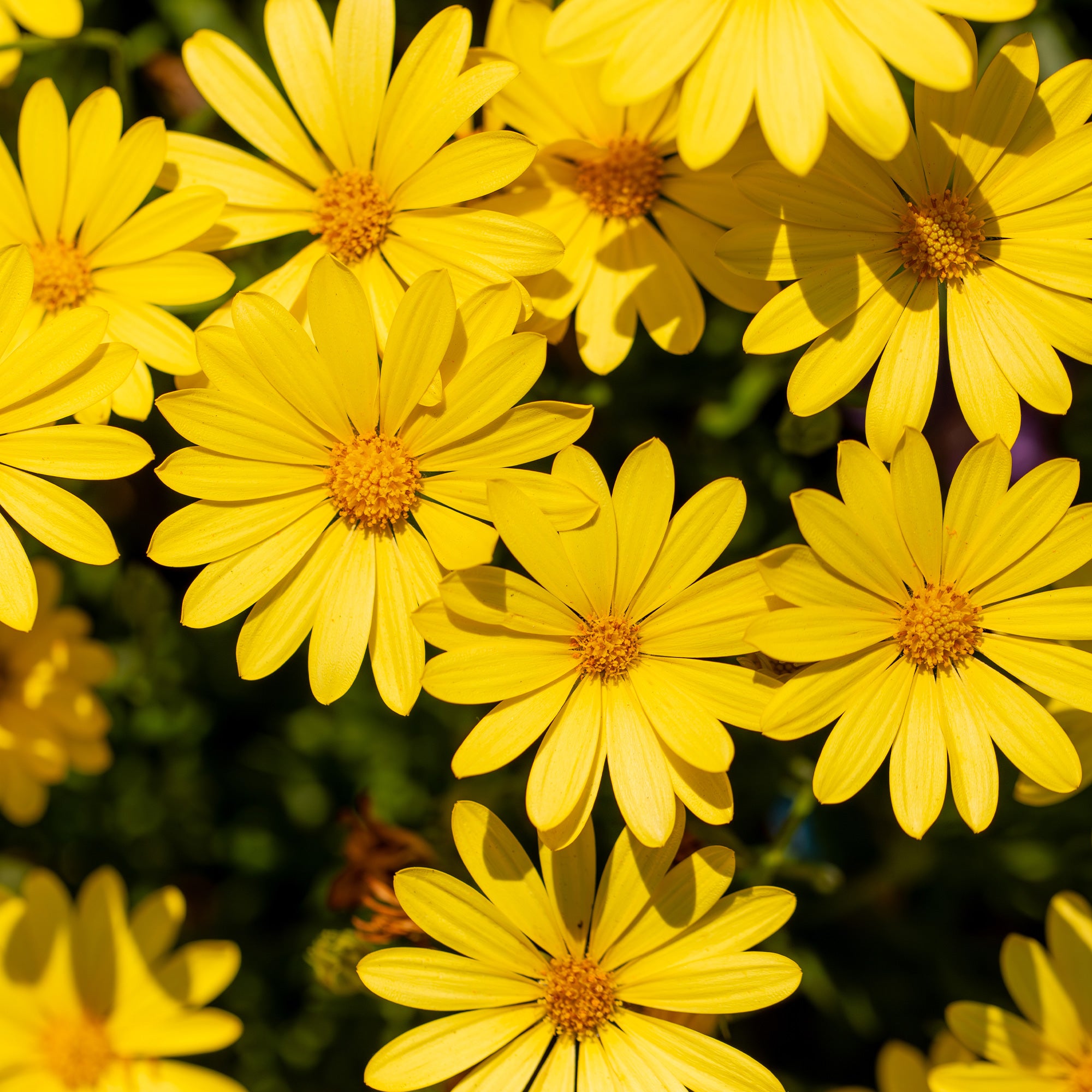 Bakker Marguerite du Cap jaune osteospermum pot 10,5cm