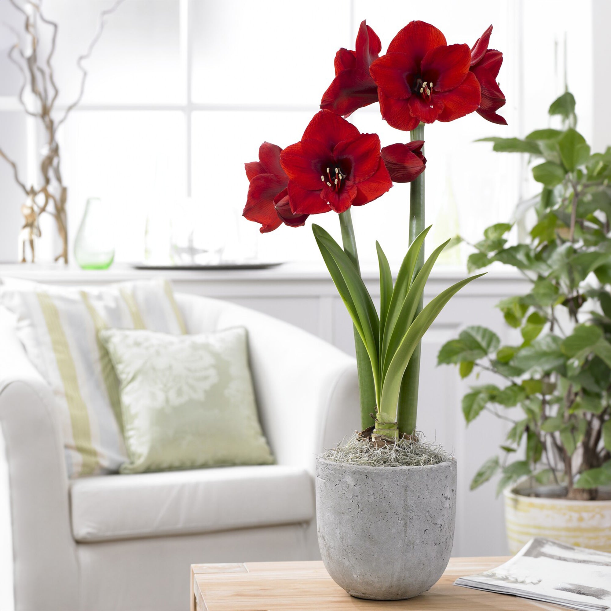Bakker Amaryllis Red Lion bulbe fleur sachet 1 bulbe rouge 24cm+