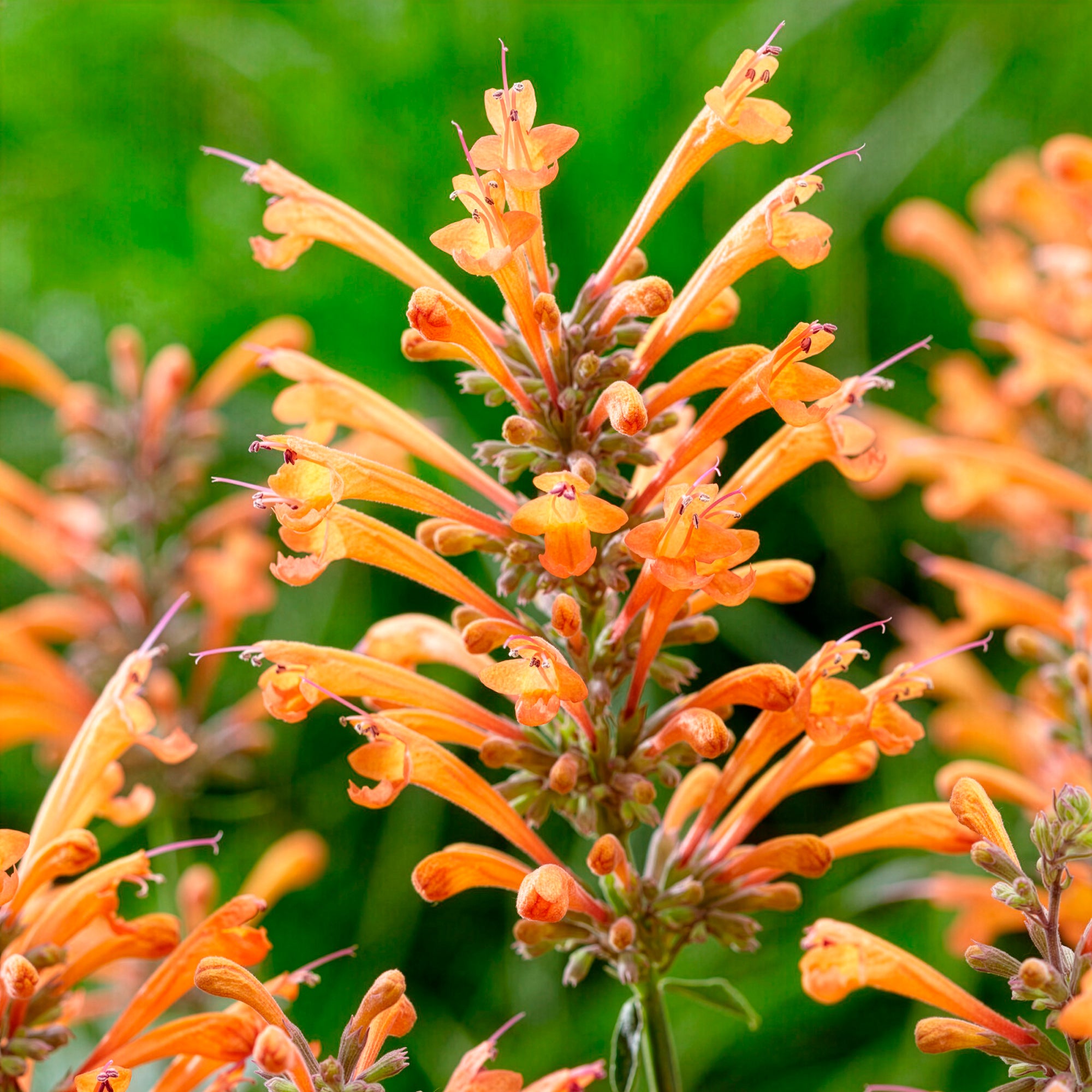Bakker Agastache Kudos Mandarin vivace orange pot 9cm