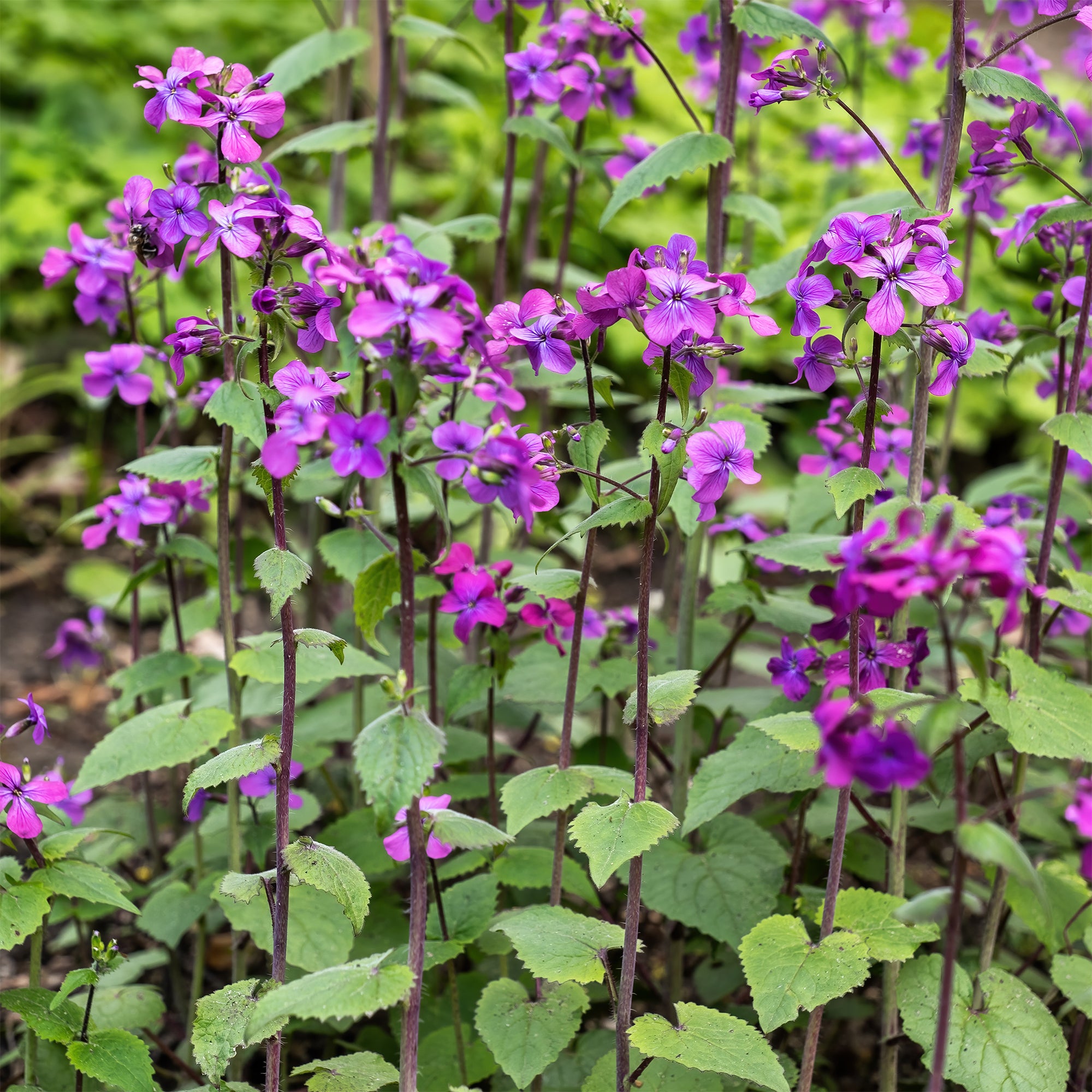 Bakker Monnaie du pape vivace pot 9cm fleurs violettes